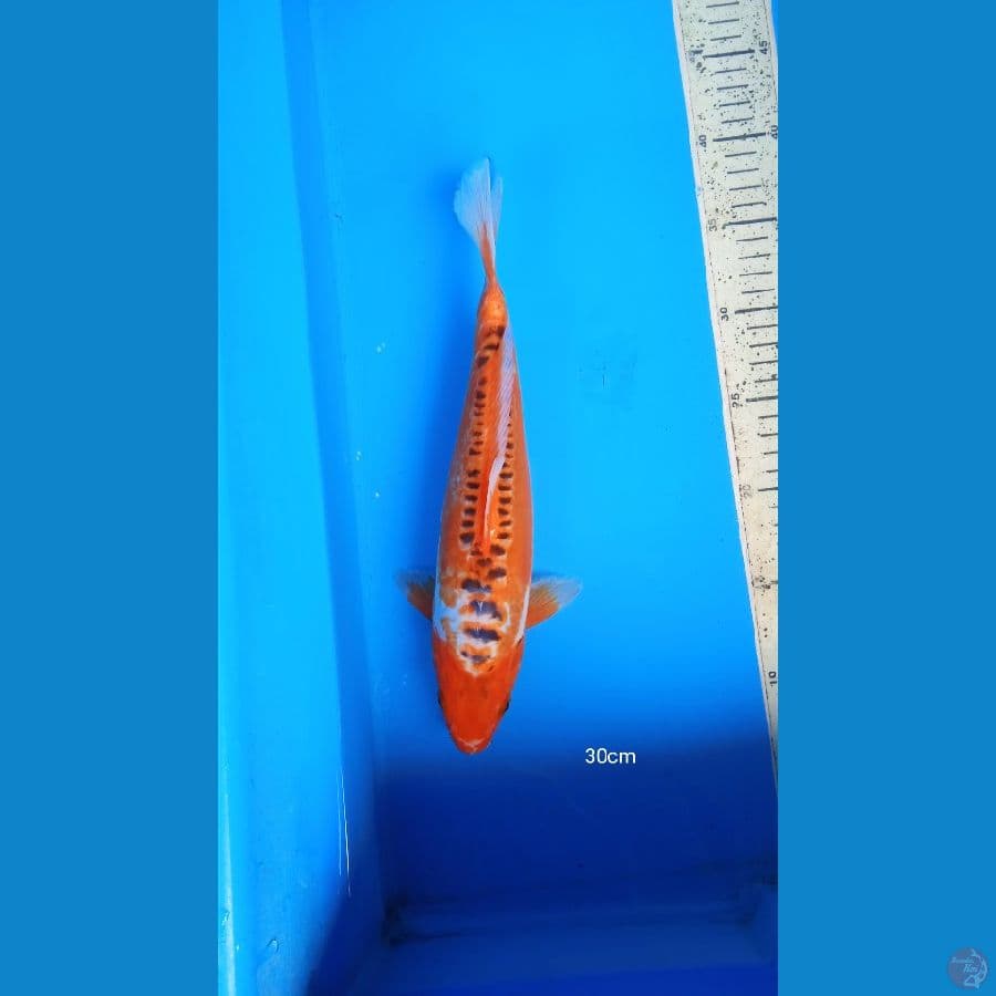 susui 30cm