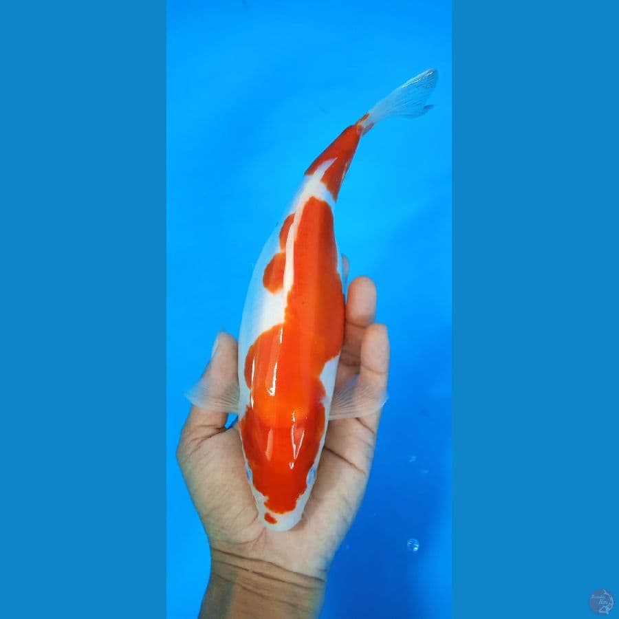 kuhaku doitshu 26 cm
