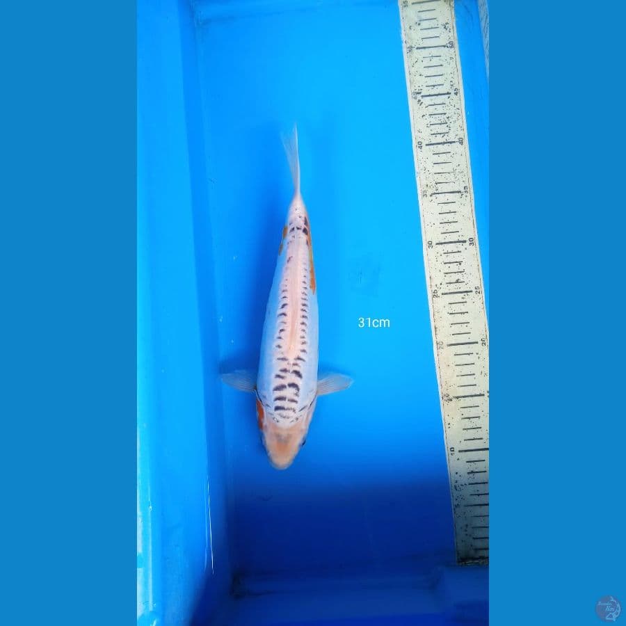 susui 31cm