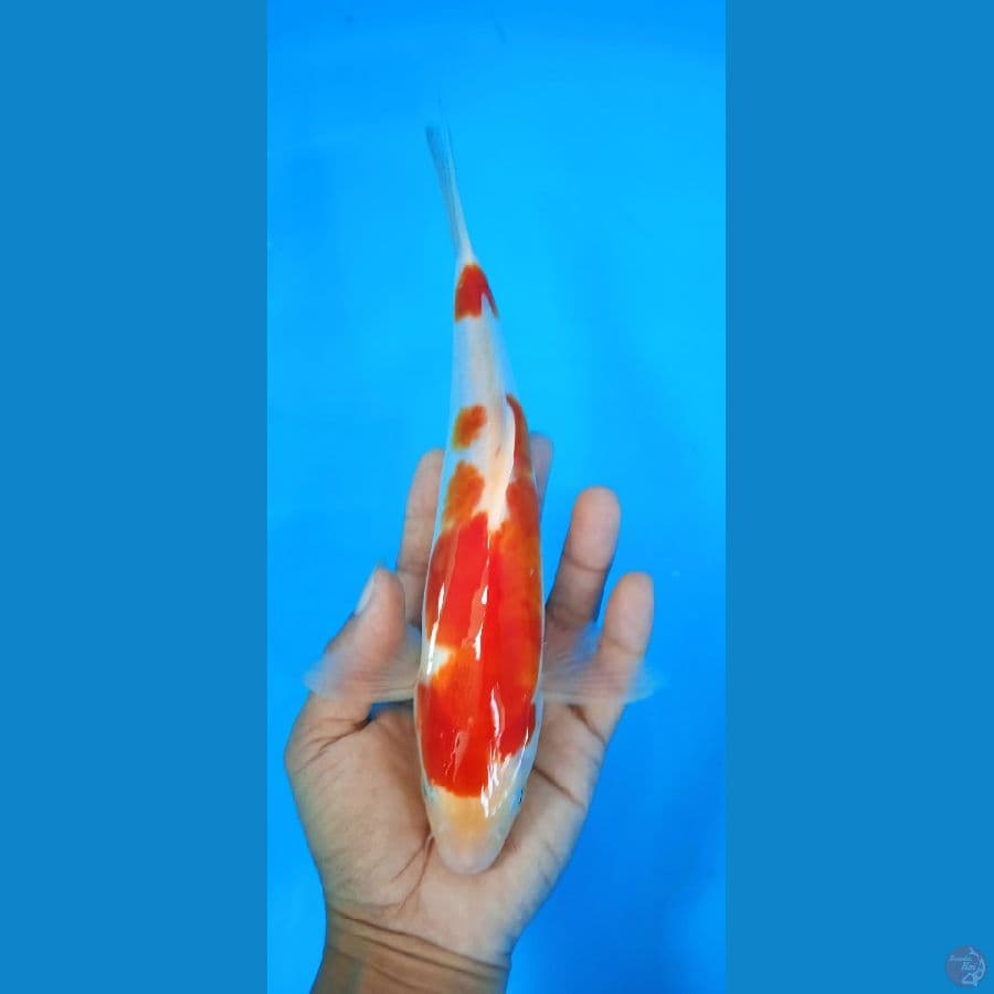 doitshu : 26 cm jantan