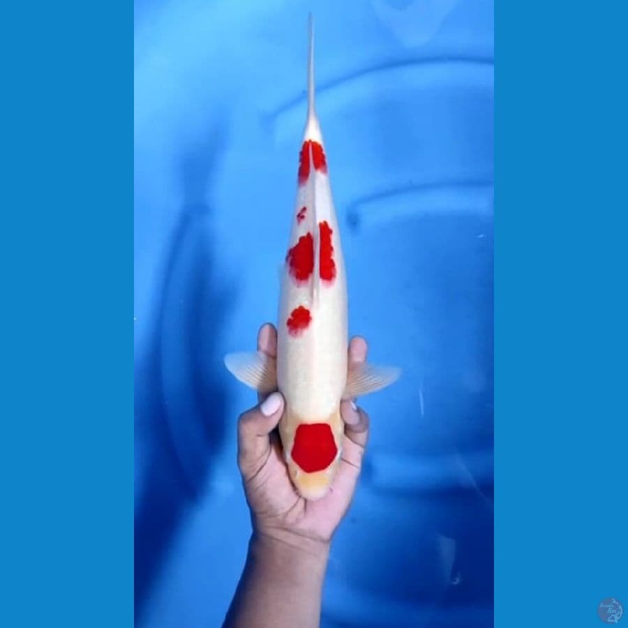 mariten kohaku strong