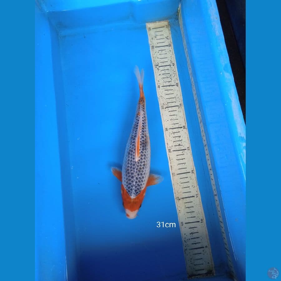 asagi 31cm