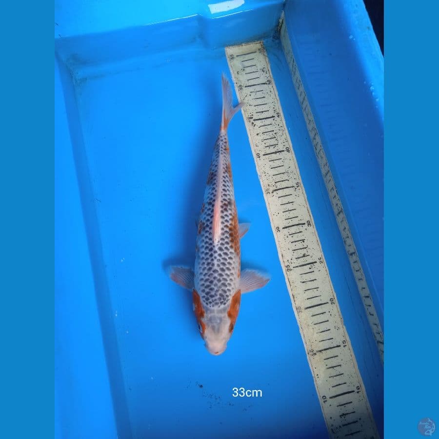 asagi 33cm