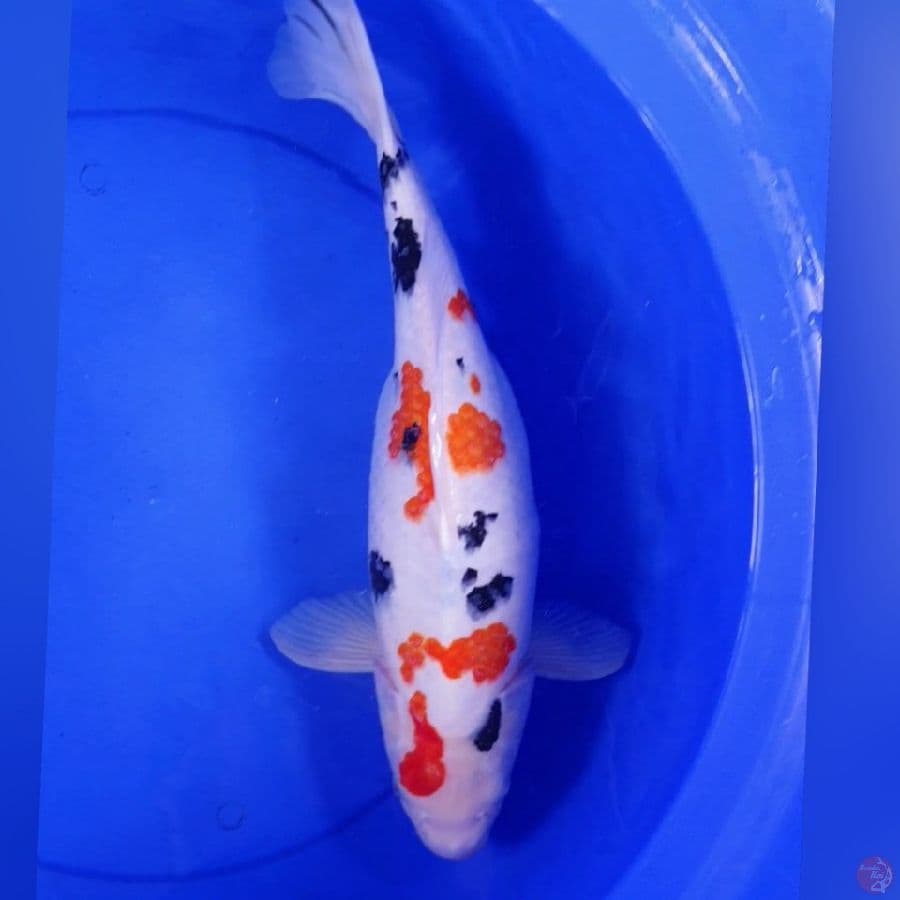 INDUKAN SANKE 46CM