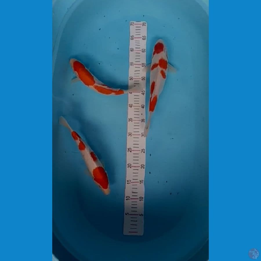 Paket Kohaku