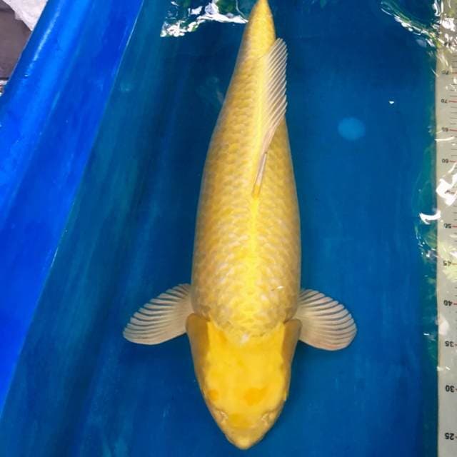 Ogata Yamabuki ogon male 