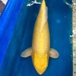 Ogata Yamabuki ogon male 
