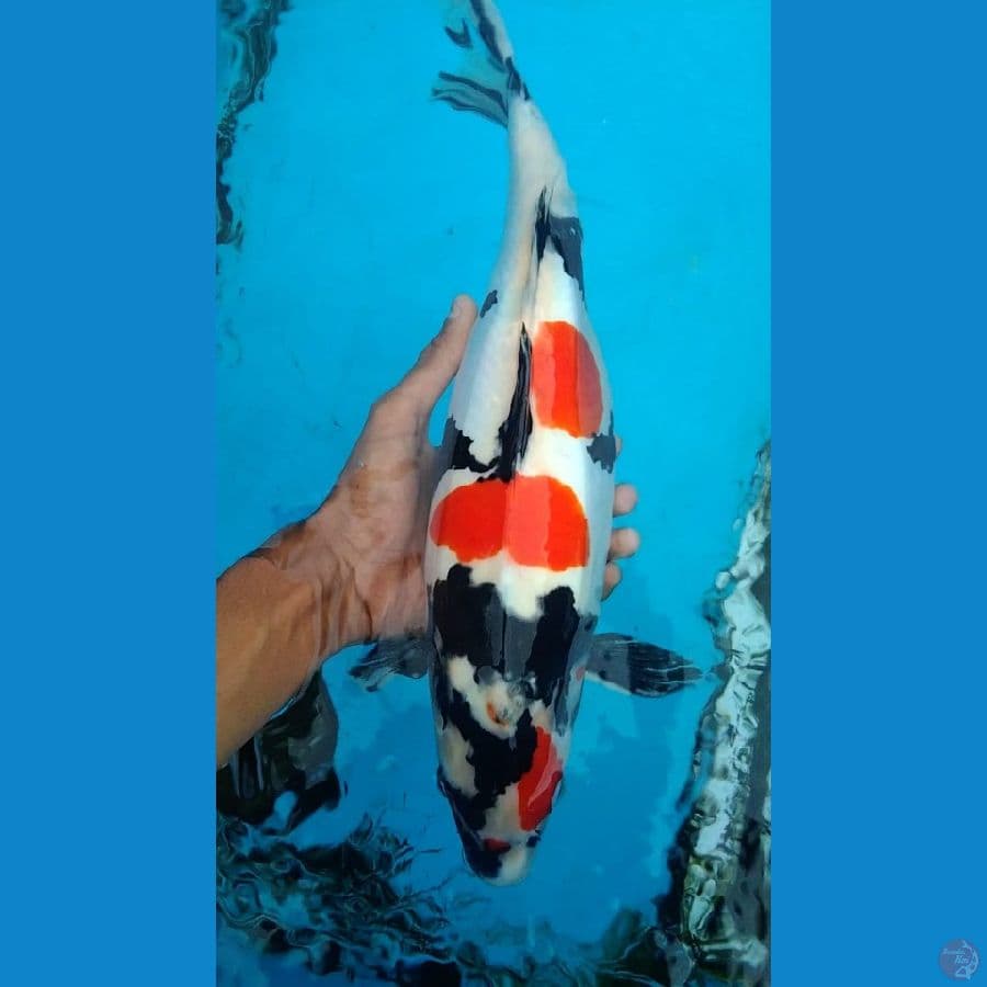 Showa doitsu 42cm Fml
