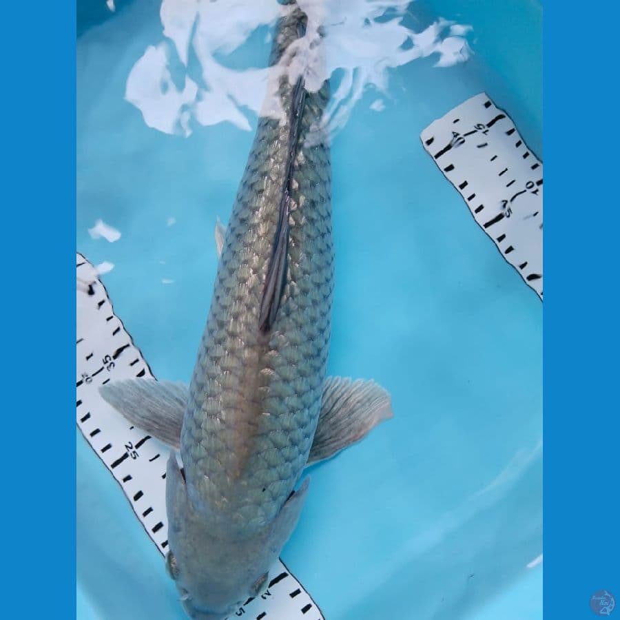 shoragoi 41cm M