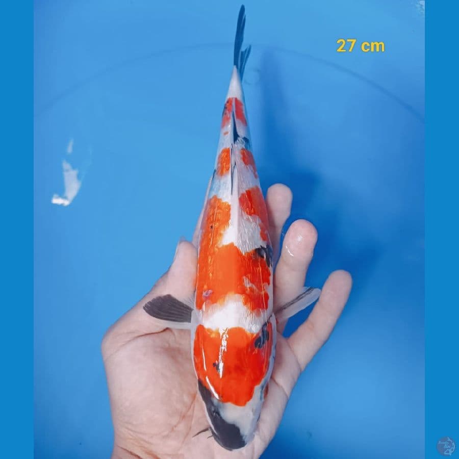*SHOWA//27 CM*