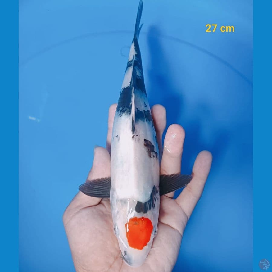 *TANCHO SHOWA//27 CM*