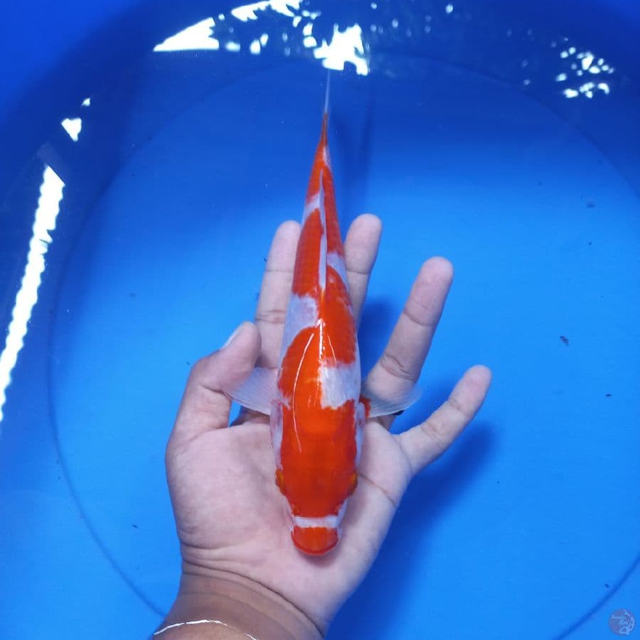 *KOHAKU//27 CM*
