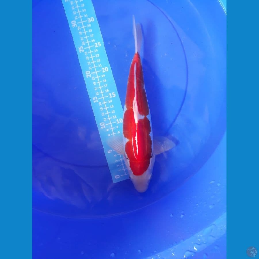 Kohaku Doitsu