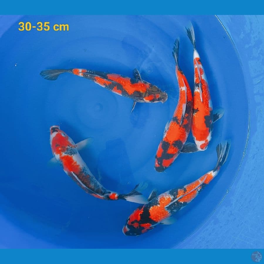 SQ Showa 30-34 cm