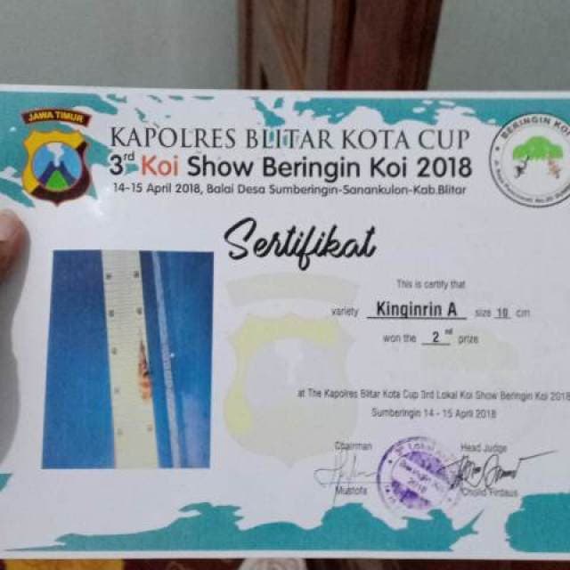 Sanke ginrin + serti juara 2