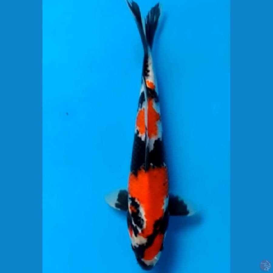 Strong Showa Sq 27cm male