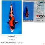 Showa Hikari Kaneko - 21cm, 3rd place hipmi koi show