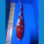 Sanke Show Quality 40BU