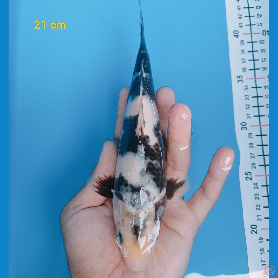 SQ shiro 21 cm