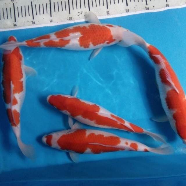 Kokahu (5 ekor)