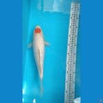TC gindrin 35cm