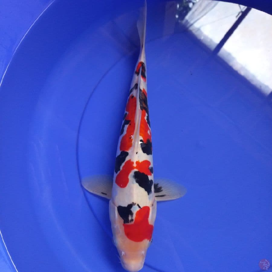 *SANKE DOITSU//35 CM*