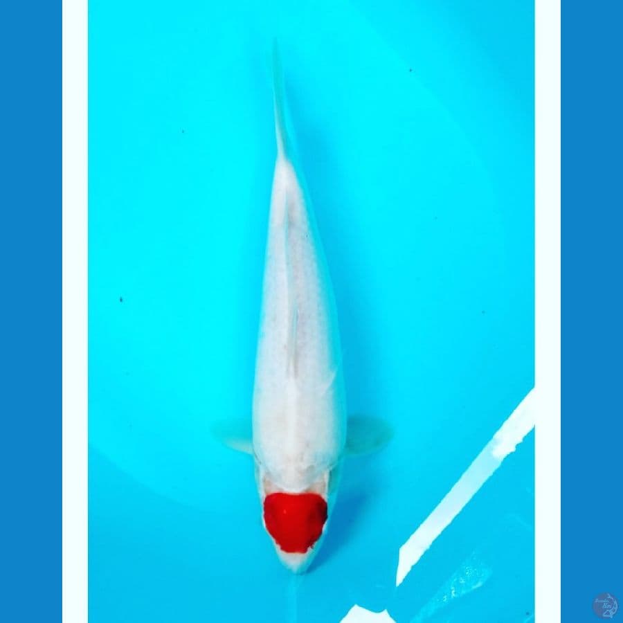 Tancho 35cm