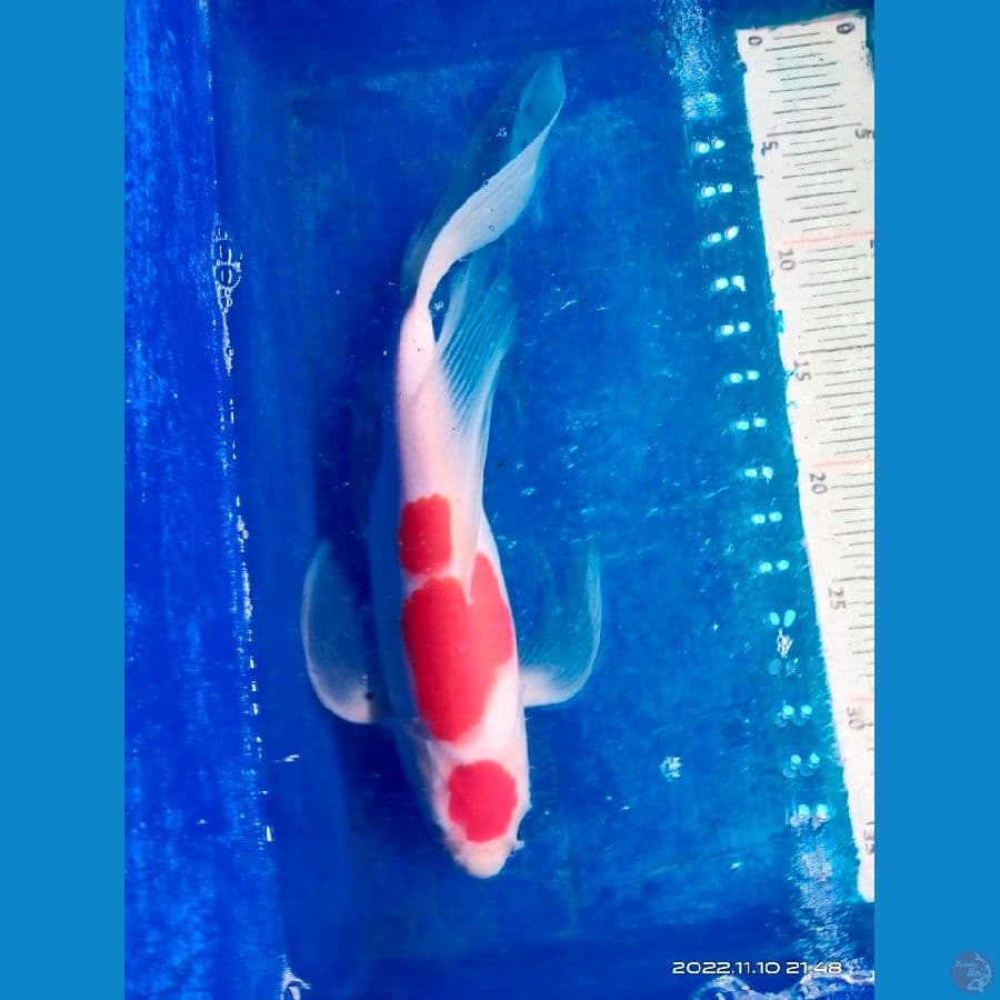 maruten kohaku