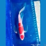 maruten kohaku 