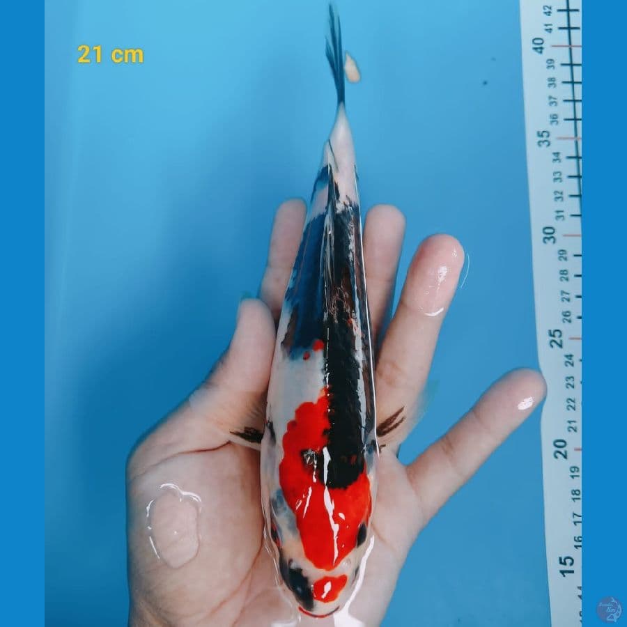 showa 21 cm