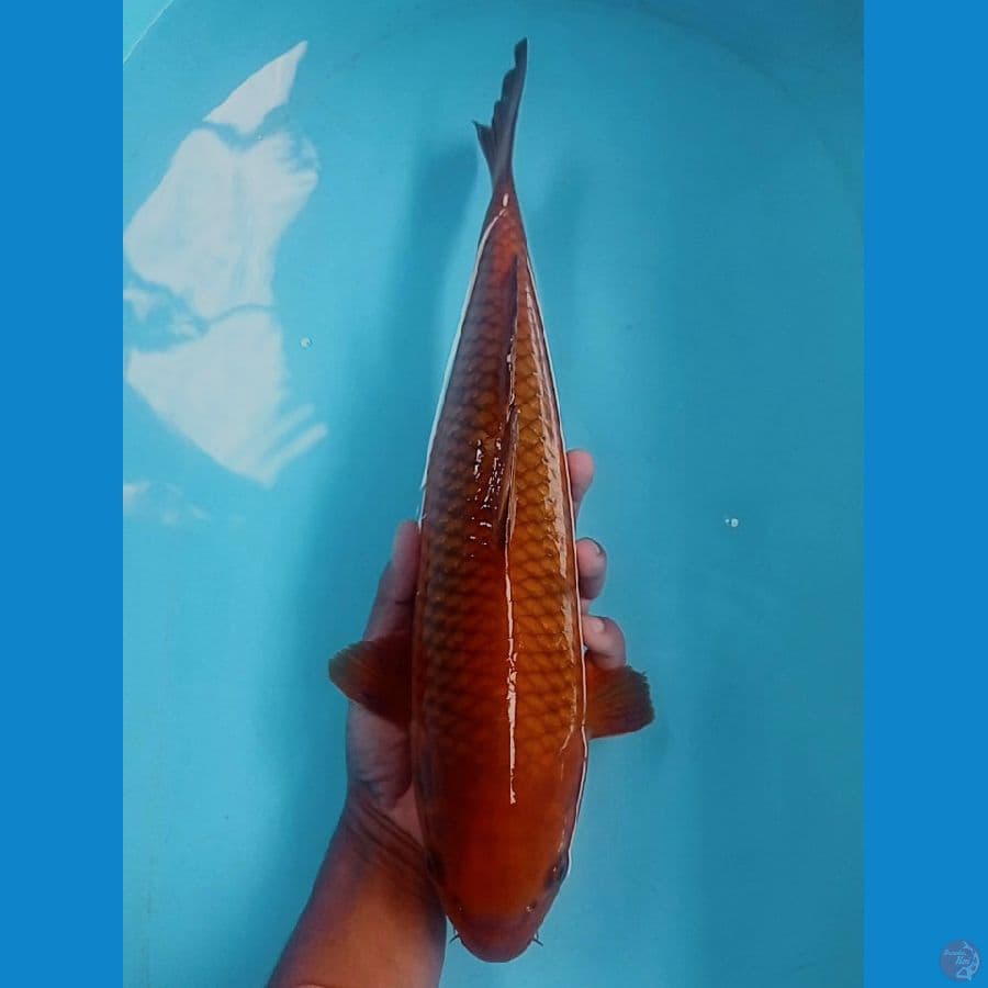 43 cm cagoi tembaga 
