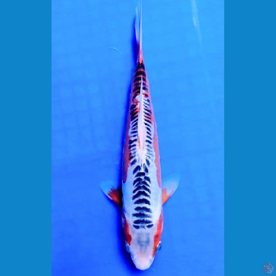 25 cm