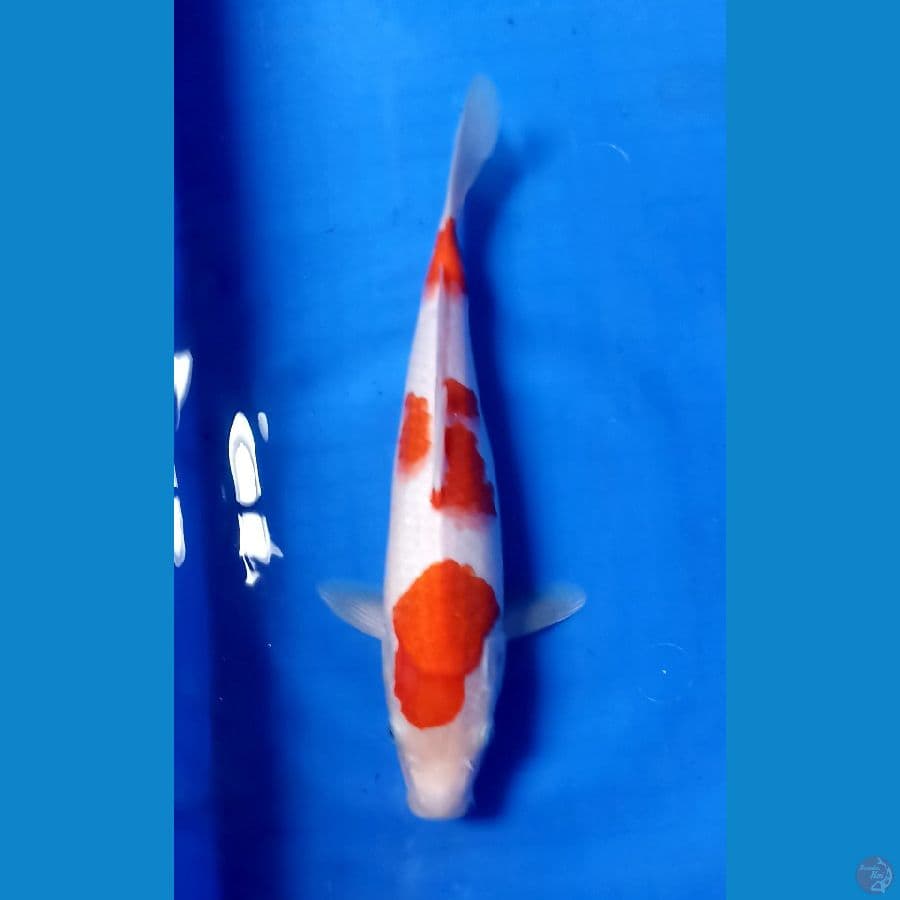 KOHAKU 32CM