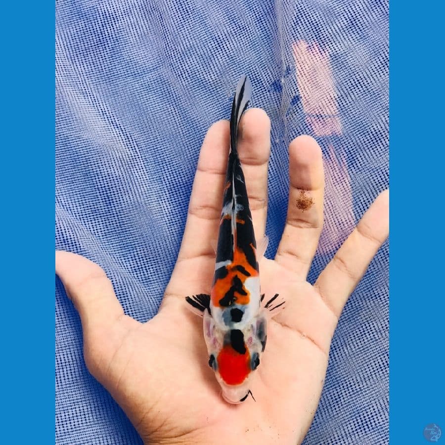 SHOWA DOIT 17cm ORI