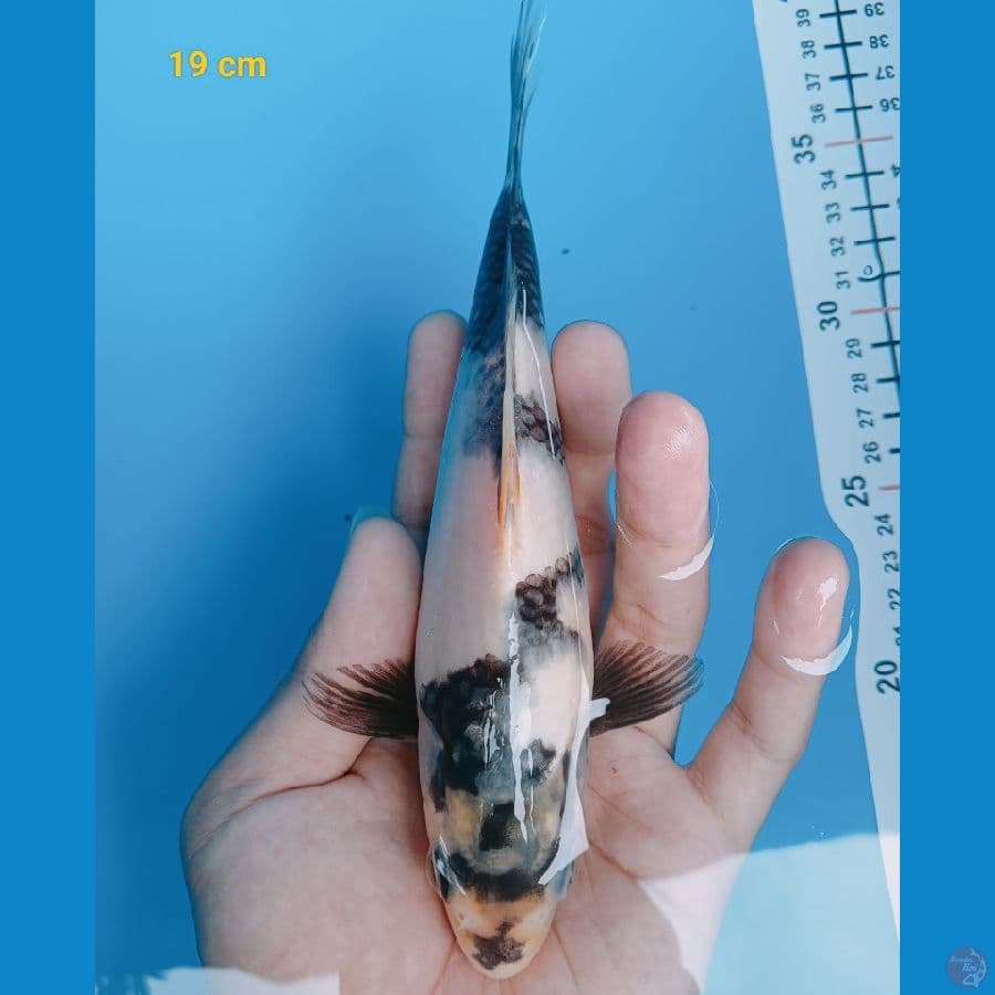 SQ Shiro 19 cm