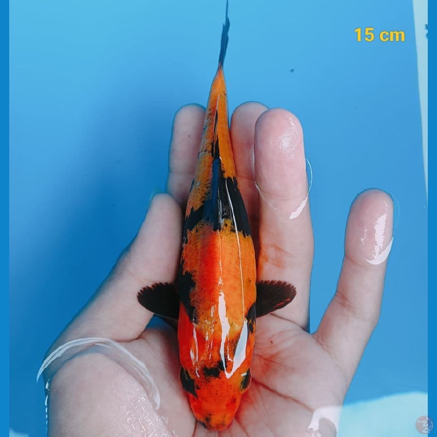 Hiu 15 cm