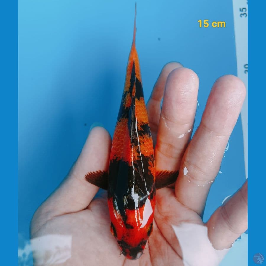 Hiu 15 cm 