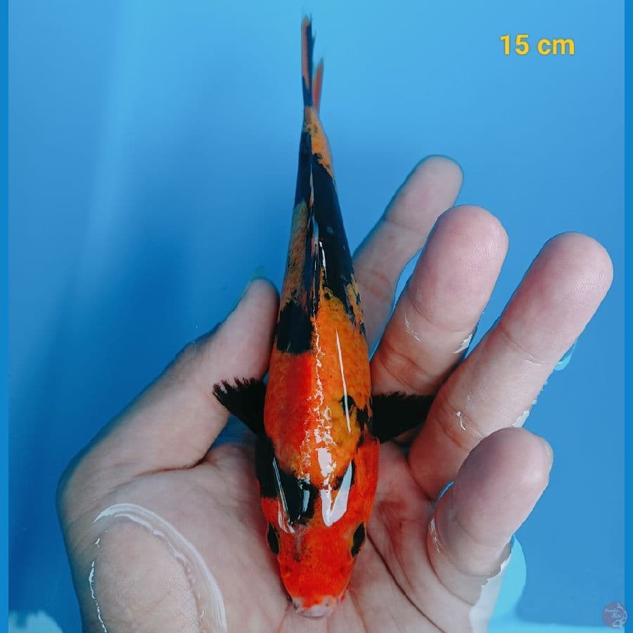 Hiu 15 cm