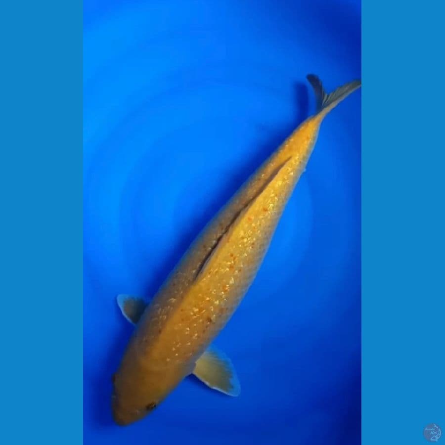 Karasi 57 cm
