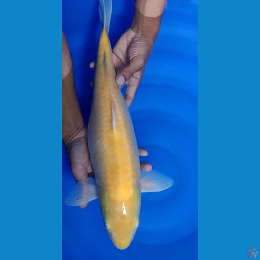 Karasi 50 cm 