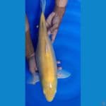 Karasi 50 cm 