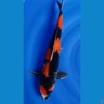 Showa 48 cm 