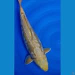 cagoi 55cm 