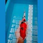 SANKE 30CM 