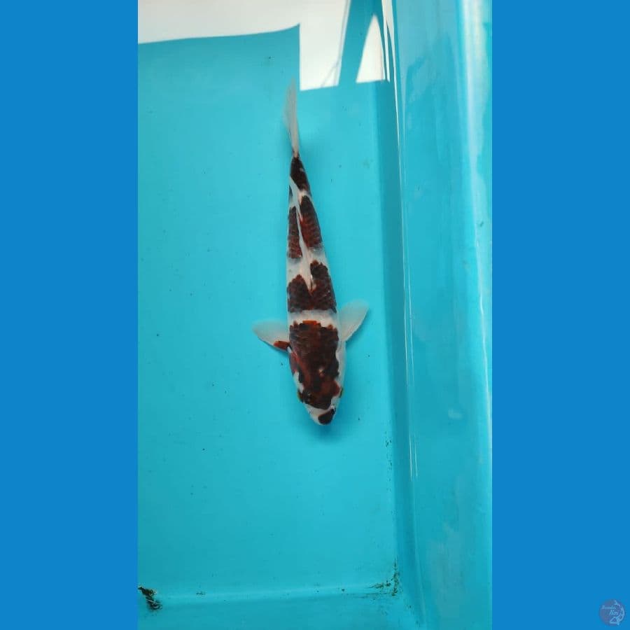 goromo 25 cm