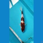 goromo 29 cm
