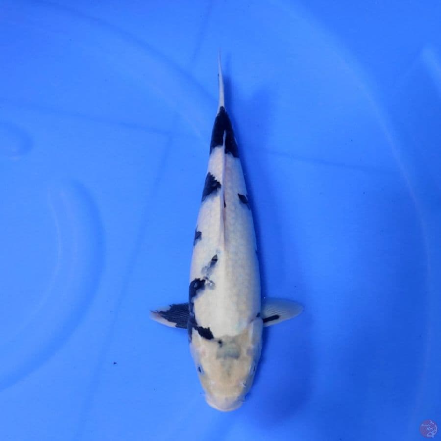 shiro putih male
