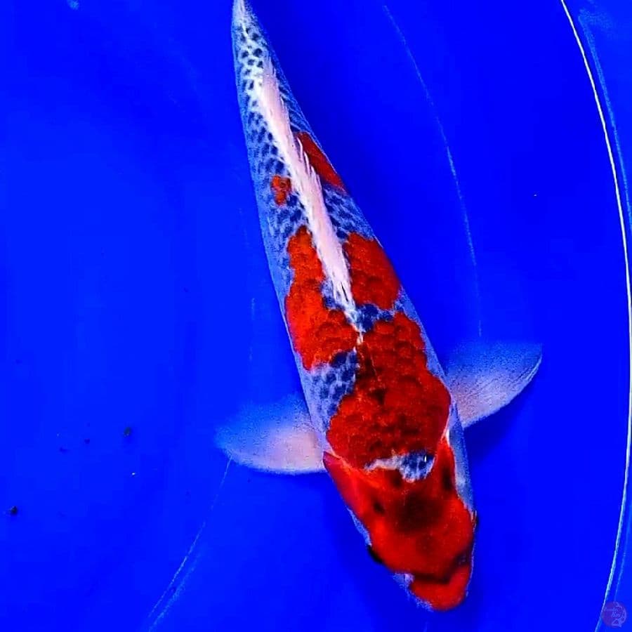 Red goshiki 34 cm