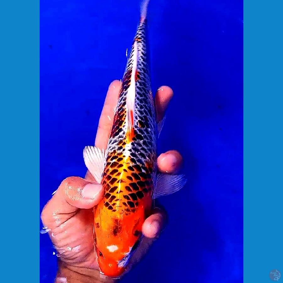 kujaku 30 bu/28 cm