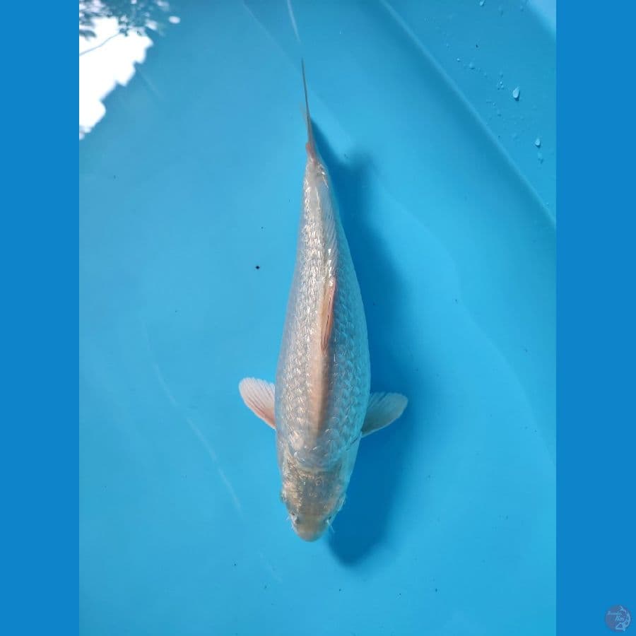 super ginrin white bulky punuk 31cm